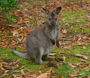 Wallaby Baby JPeg