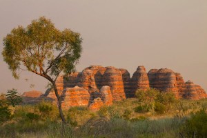 Tree, bungles, smoke
